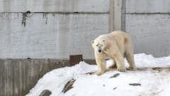 Ranuan eläinpuiston uusi jääkarhu Nord