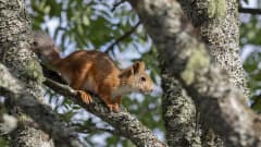 Orava pihlajan oksalla
