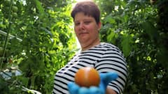 Smith's Gardenin viljelijä Johanna Smith pitelee tomaattia
