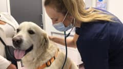 Eläinlääkäri kuuntelee vaalean labradorinnoutajan henkitystä stetoskoopilla tutkimuspöydällä