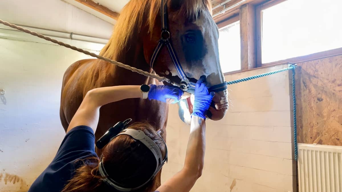 Eläinlääkäri Kati Tuomola tutkii hevosen suuta.