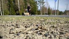 Koirankasvattaja Vuokko Rintala ulkoiluttaa päivittäin koiriaan ja kerää aina niiden jätökset tien poskesta pois.