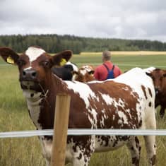 Lehmiä niityllä sonkajärveläisillä pellolla.