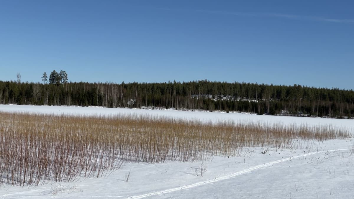 Markku Suutarin pajuviljelmä lumisessa maisemassa Kouvolassa.