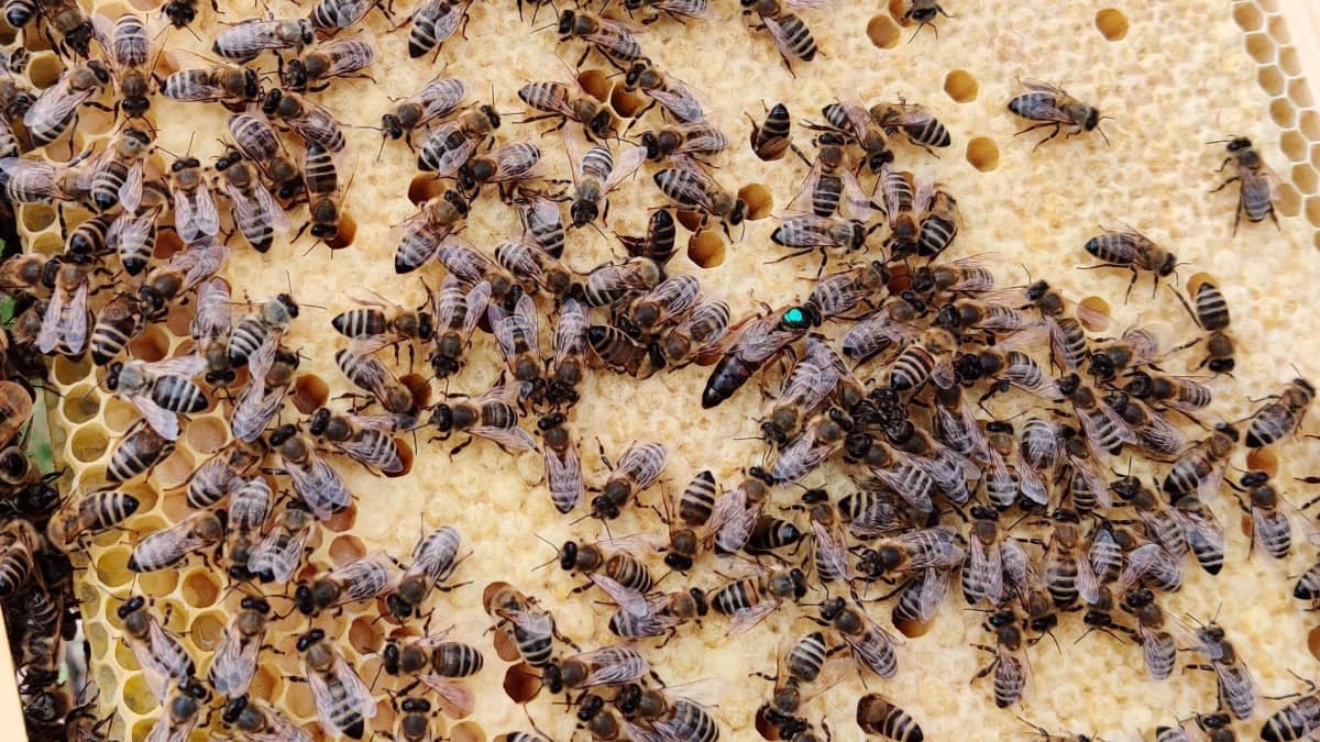 Mehiläisiä kävelemässä kennoston päällä.