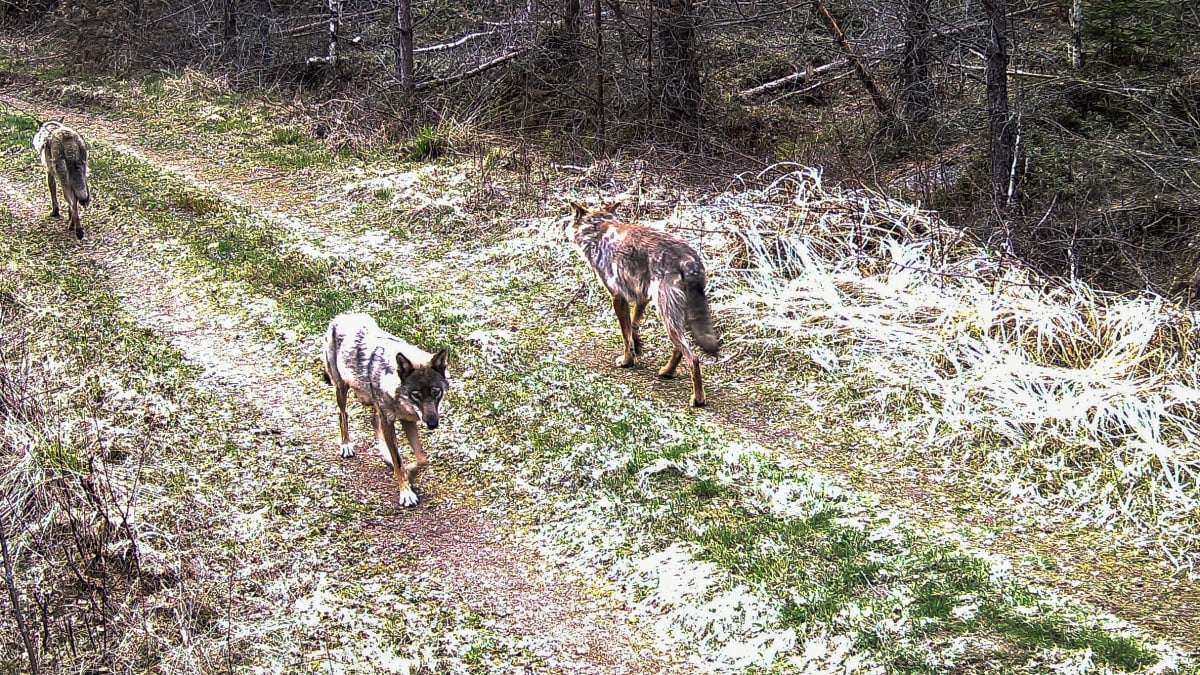 Karjatilan liepeillä riistakamera tallentanut kolme sutta kävelemässä peltotiellä keväällä 2021. Paikka  Varsinais-Suomi.