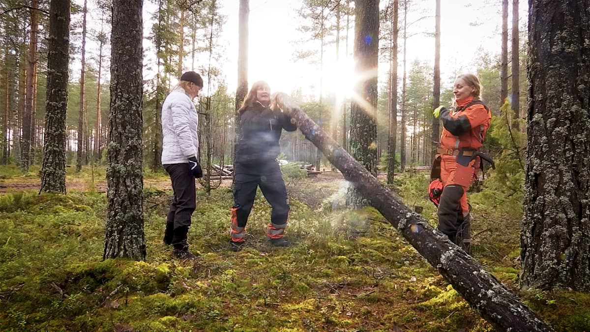 Terhi "Tiiti" Mäkinen nostaa männyn runkoa Päivi Kankaanmäki ja Päivi Korhonen katselevat Evolla metsässä. Kuva otettu 11. 11.2021.