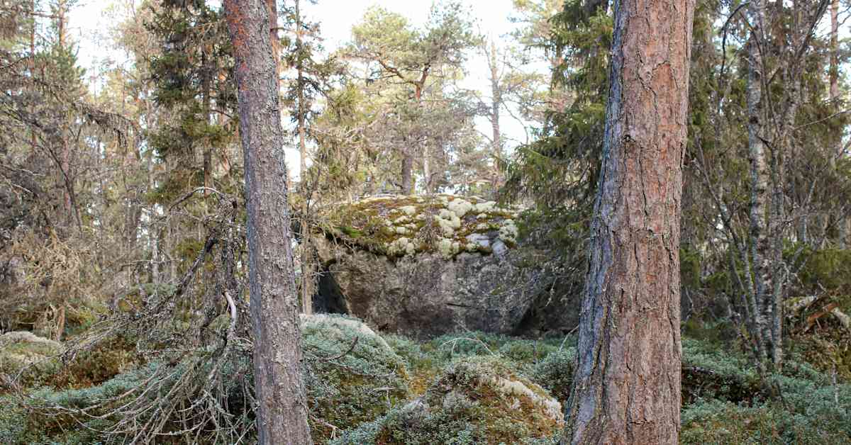 Kokkolan merenrannalla suojeltiin luonnonmetsä, jollaisia ei ole koko maailmassa monta