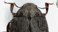 Kuvassa on harvinainen Byrrhus geminatus -kovakuoriainen, joka löytyi Savonlinnasta kesällä 2022.