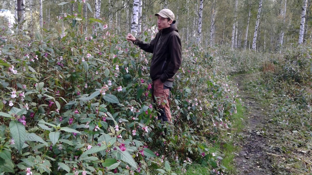 Lampuri Eemeli Piesala tutkii palsamikasvustoa vuonna 2018