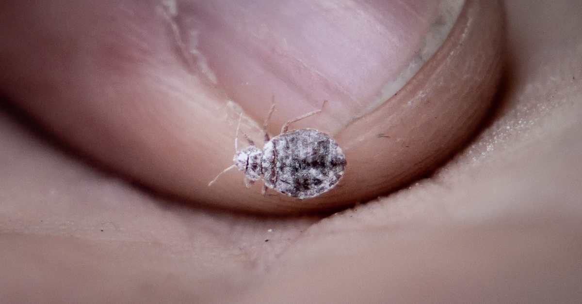 Pest professionals note growing bed bug problem in Finland