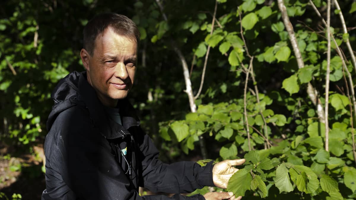 Luonnonhoidon asiantuntija Jukka Ruutiainen esittelee pähkinäpensasta lehdossa.