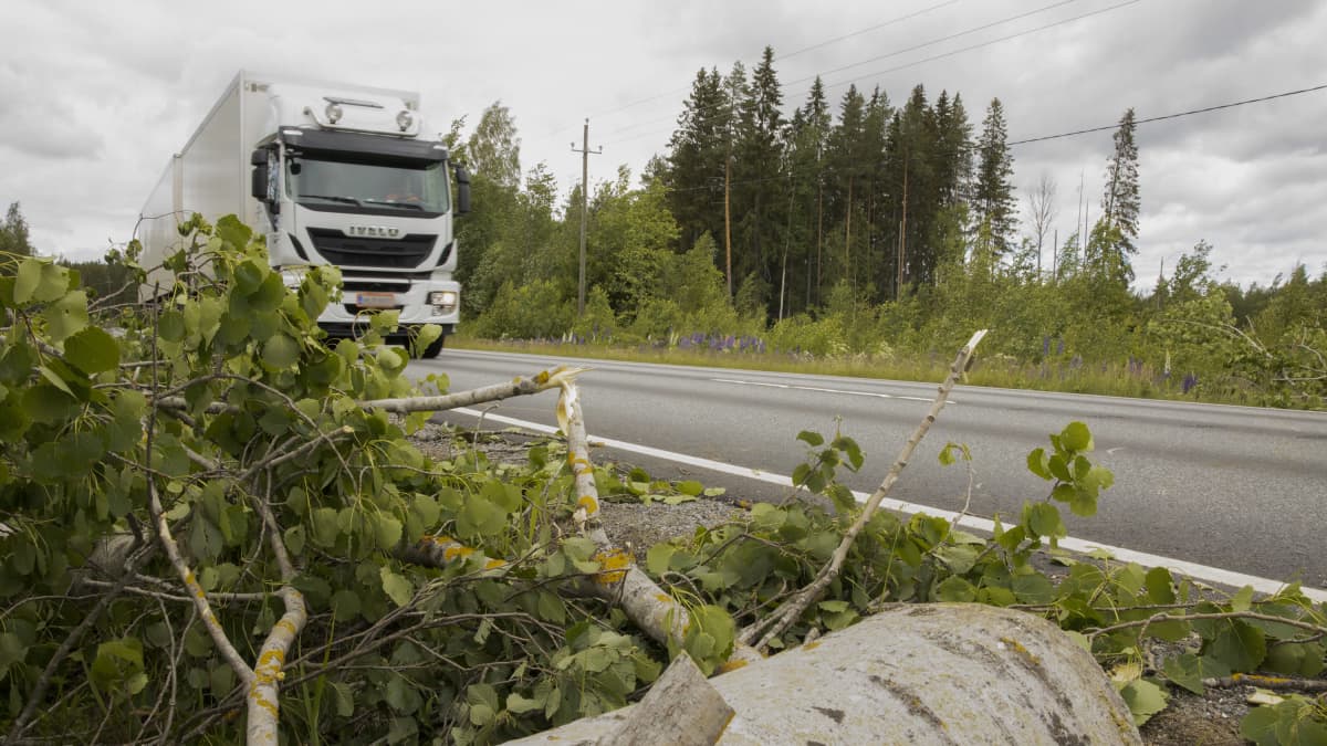 Teille kaadettu haapa on raivattu tieltä. 