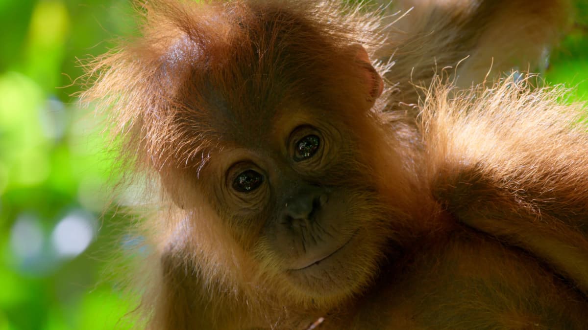 Oranginpoikanen Borneon saarella.