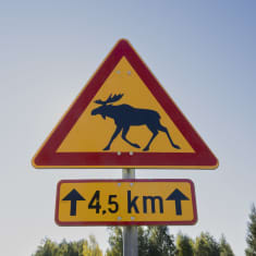 Hirvivaarasta varoittava liikennemerkki. Kyltin alla on tieto siitä, että hirviä on 4,5 kilometrin matkalla.