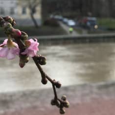 Kirsikkapuu kukkii Turun Aurajoessa 17.2.2020.