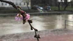 Kirsikkapuu kukkii Turun Aurajoessa 17.2.2020.