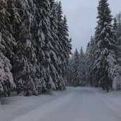 Lumi painaa puiden oksia Ylä-Savossa Lapinlahdella.