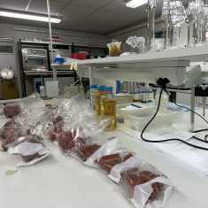 Yleiskuva oululaisen Kotivaran omavalvontalaboratorioon, jossa näkyy tutkittavia meetvursteja muovipusseissa. 