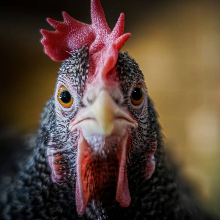 Kana nimeltään Rissanen katsoo kohti kameraa lähikuvassa.