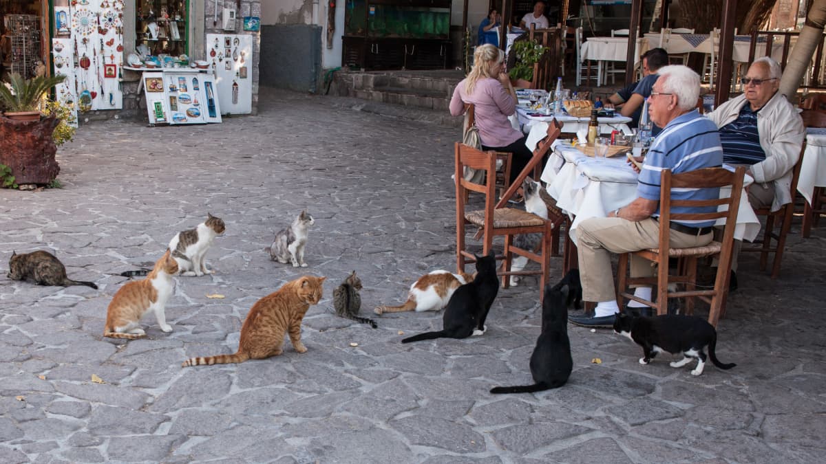 Strandrestaurang i Skala Sykamineas på Lesbos.