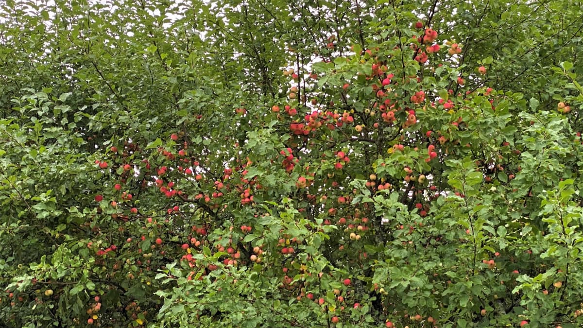 Vuoksen varressa oleva omenapuutarha Imatralla.