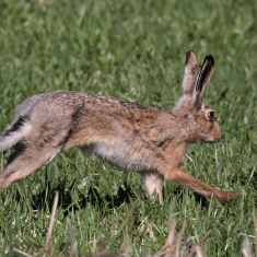 A European hare.