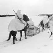 Valkopukuisia suomalaissotilaita meren jäällä. Hiihtävät ja kulkevat hevosen vetämällä reellä.