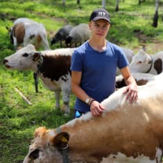 Nuori mies seisoo laitumella lehmien keskellä.