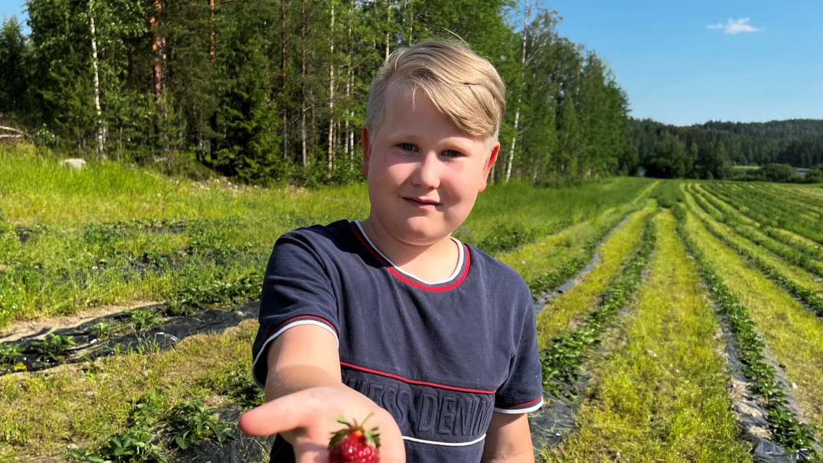 Tomas Harju pääsi heti juhannuksen jälkeen maistamaan kesän ensimmäisiä mansikoita.