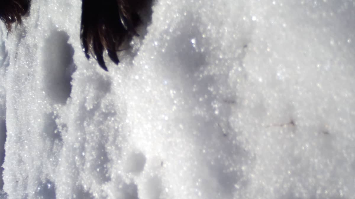 Karhun kynnet  pilkottavat lumella kuvan yläreunasta.
