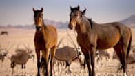 Namibian karussa autiomaassa asustavat villiintyneet hevoset, joiden elämä on taistelua olosuhteita vastaan.