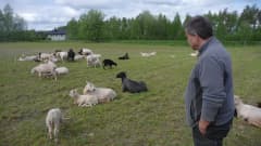 Anders Norrback står och ser på ett tjugotal får.