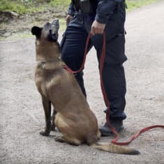 Poliisikoira ja poliisi.