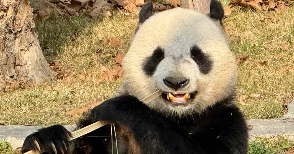 Lumi ja Pyry löytyivät Kiinan pandakeskuksesta uusilla nimillä