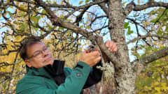 Kuvan etualalla puutarhuri leikkaa puutarhasaksilla omenapuun oksaa katki. 