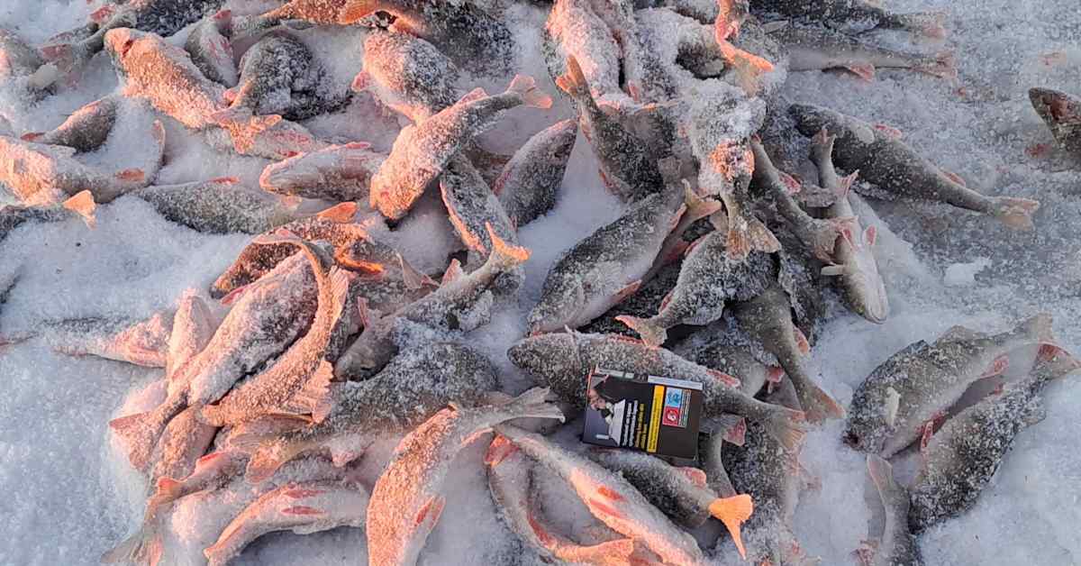 Maalahdessa jäälle jätetty 15 kilon ahvensaalis on harvinainen ylilyönti, joka haittaa muidenkin pilkkijöiden mainetta