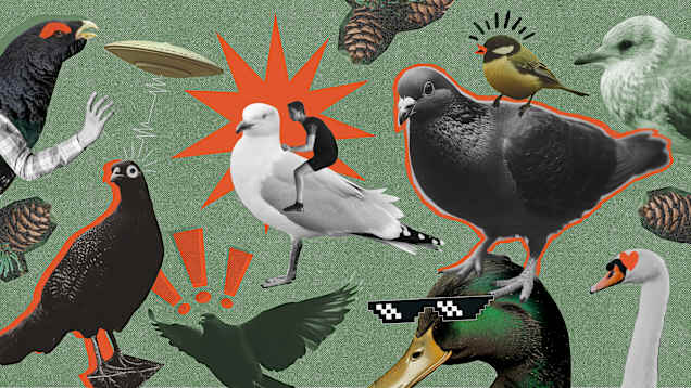 Erilaisia lintuja kuvassa. Niihin on lisätty piirroskuvia. Ihminen ratsastaa lokilla, ankalla on lasit ja talitiainen ratsastaa pululla. 