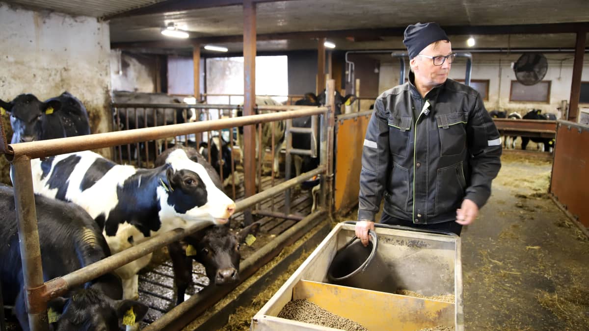Navetassa lehmiä karsinassa ja isäntä rehukärryn ja ämpärin kanssa jakamassa ruokaa lehmille.