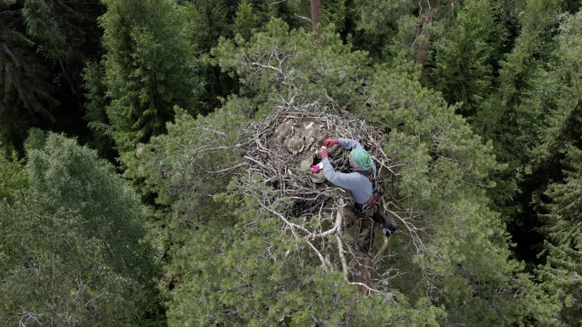 Ylhäältä kuvattu metsä, jossa mies on kiivennyt ison puun latvassa sijaitsevan sääksen pesän viereen rengastamaan pesässä olevia poikasia. 