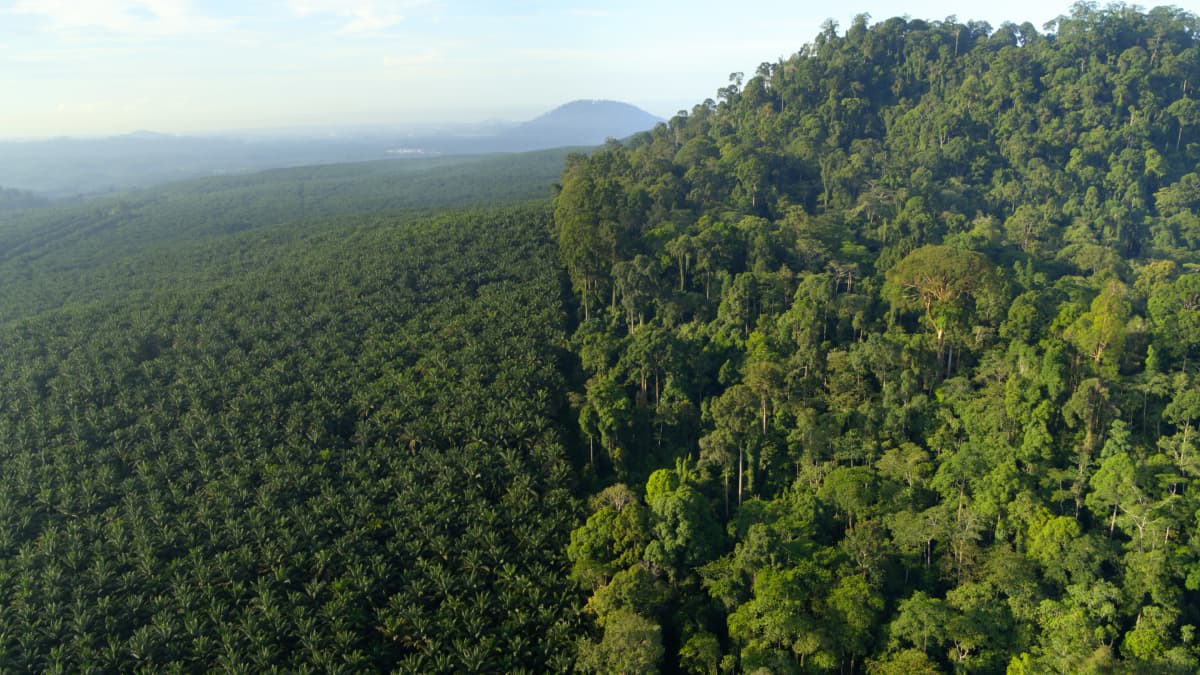 Maisema, jonka oikeassa laidassa on korkea sademetsä ja vasemmalla matalaa palmuöljymetsää.