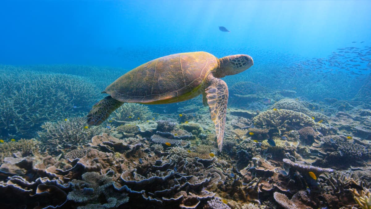 Merikilpikonna ui koralliriutalla.