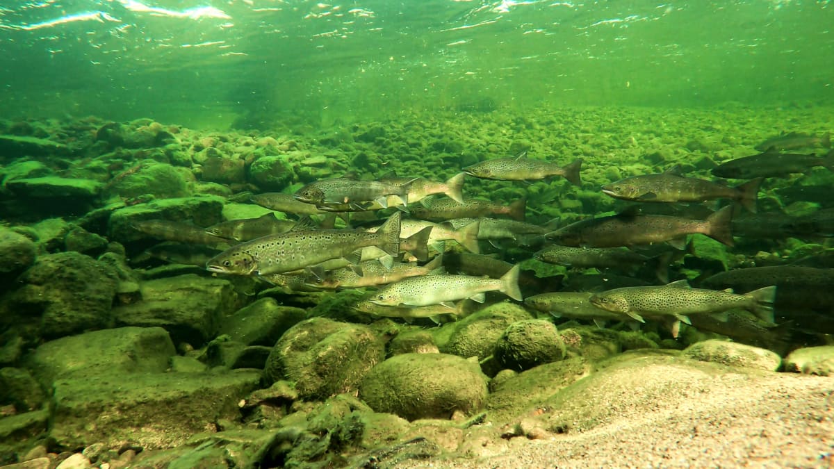 Tenojoen lohia vedenalaiskuvassa