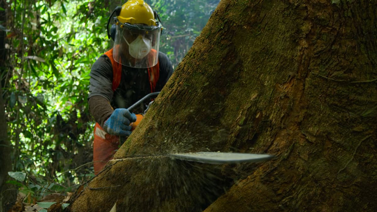 Metsuri kaataa puuta trooppisessa metsässä.
