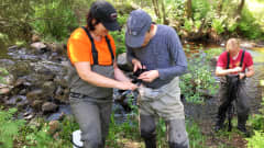 Pauliina Louhi ja Jaakko Erkinaho mittaavat koekalastuksessa Hupisaaren puroista saatuja taimenenpoikasia.