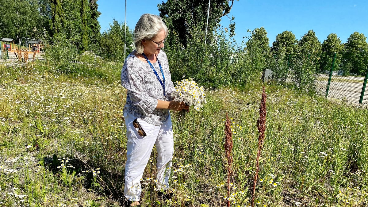 Kaupunginpuutarhuri Kirsi Kujala tarkastelee poimimaansa niittykukkakimppua. ia.