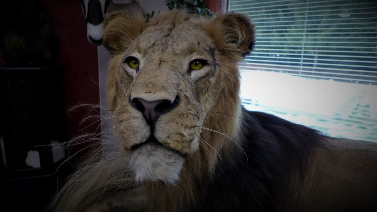 Täytetty leijona katsoo kameraan.