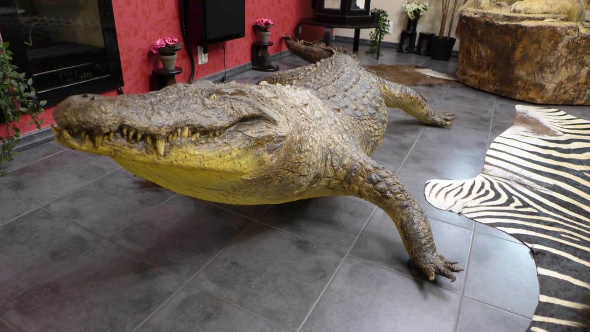Täytetty krokotiili seisoo omakotitalon lattialla.