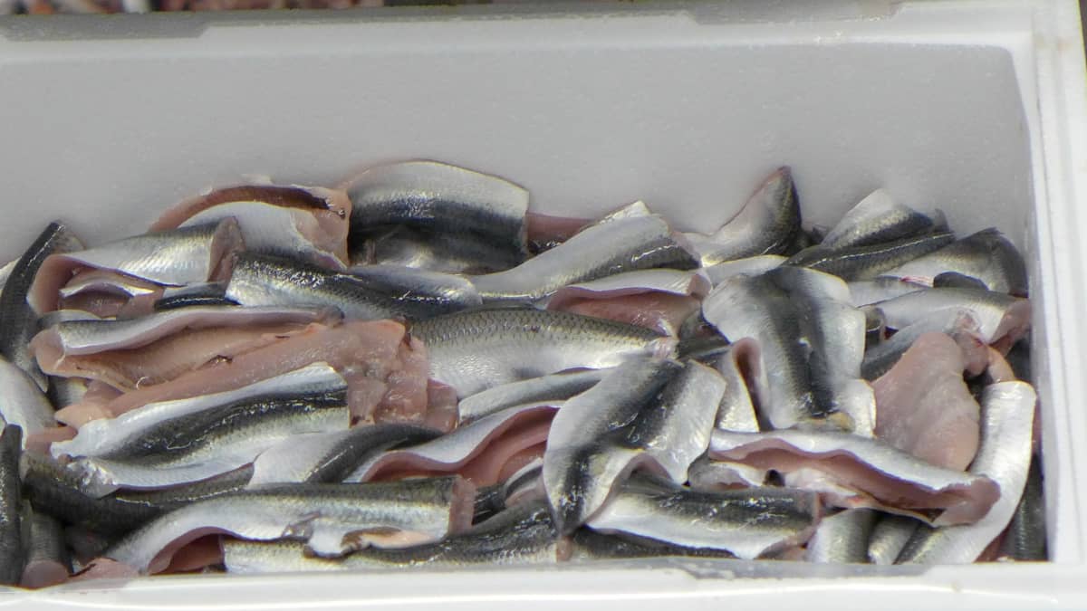 Silakkafileitä on laitettu laatikkoon kalanjalostuslaitoksessa. 