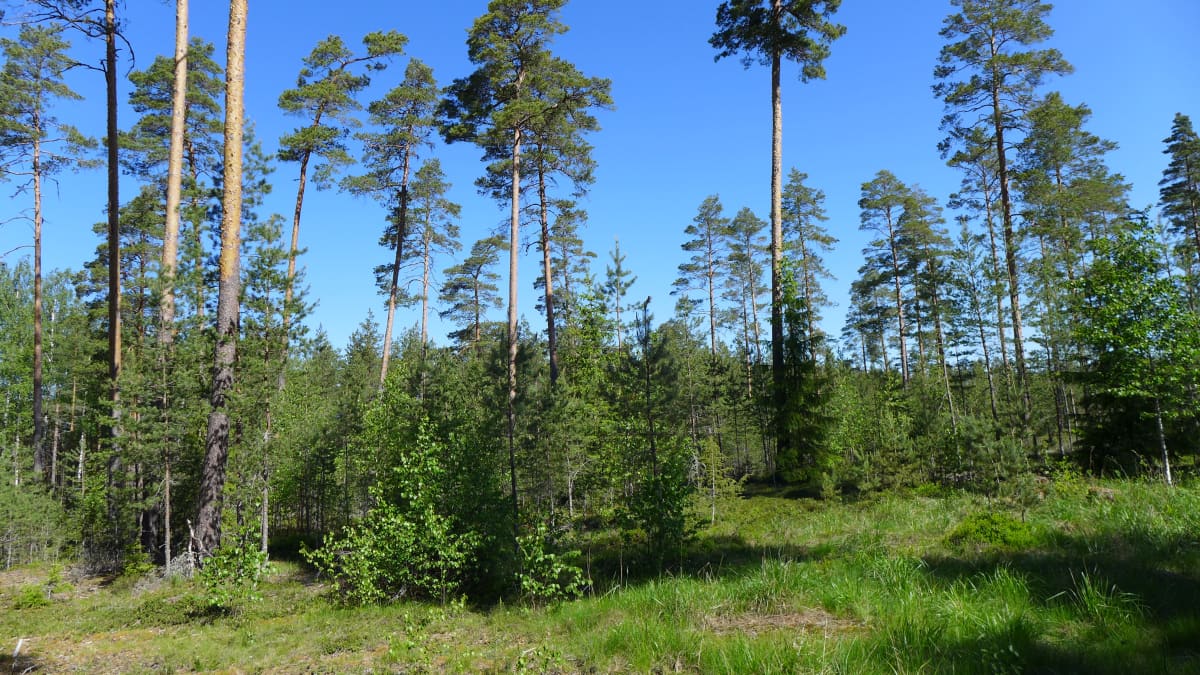 Männikköinen metsä, jossa kasvaa myös nuorta puuta.